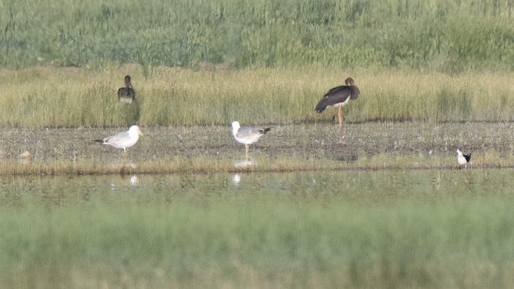 Van gölü martısı