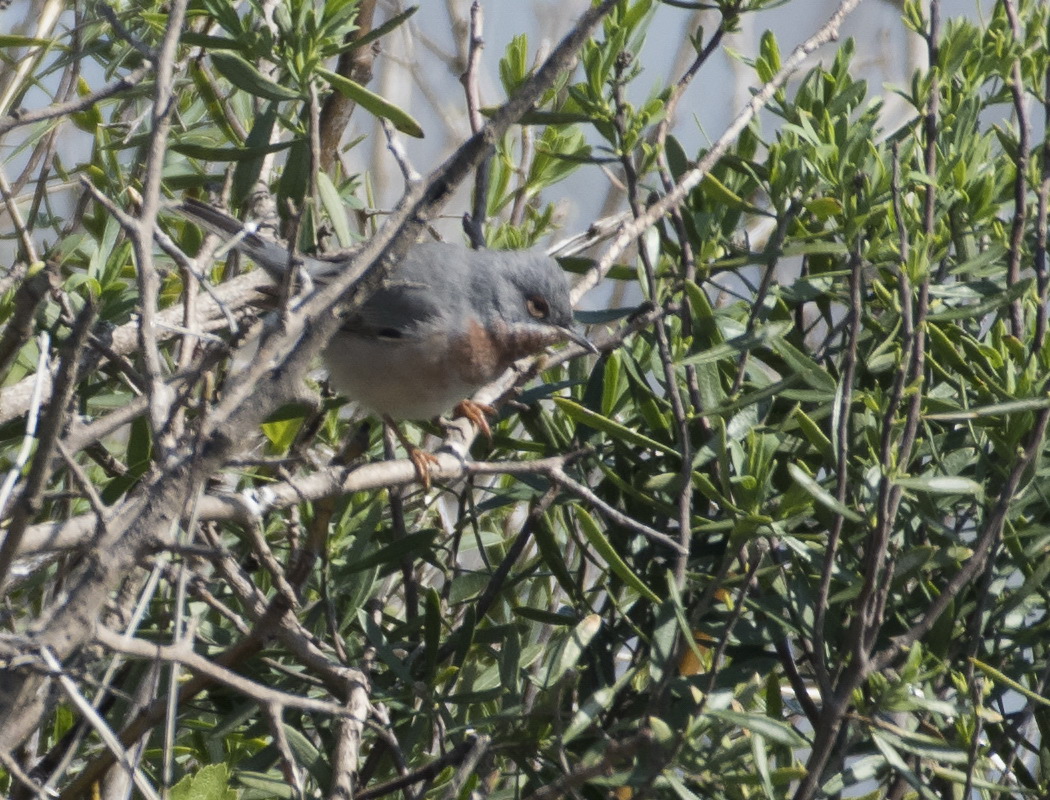 Bıyıklı ötleğen