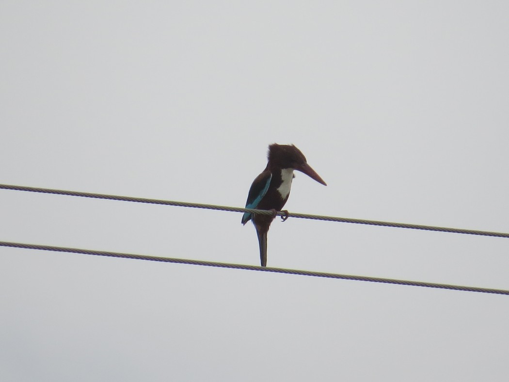 İzmir yalıçapkını