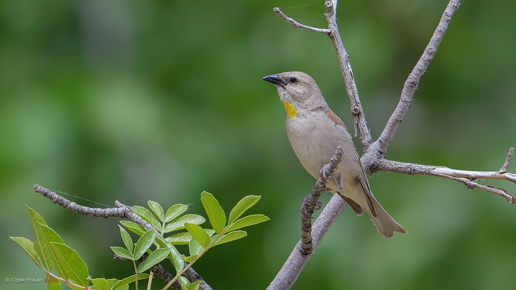 Sarıboğazlı serçe