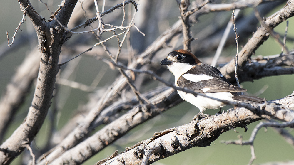 Kızılbaşlı örümcekkuşu