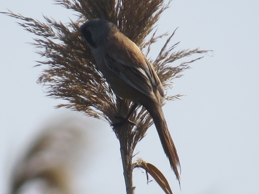 Bıyıklı baştankara