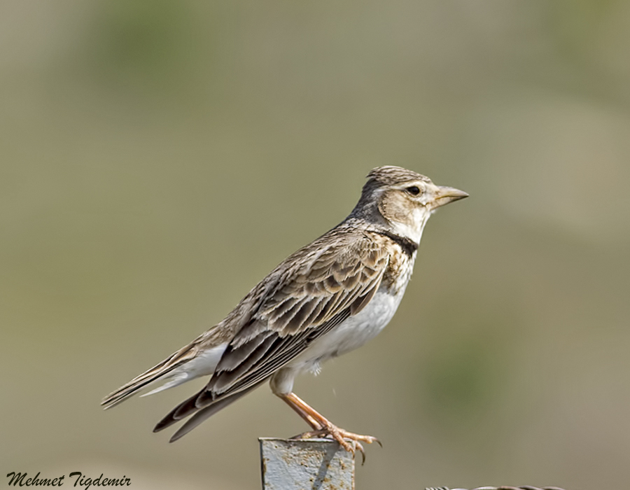 Küçük boğmaklı toygar