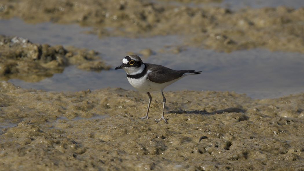 Halkalı küçük cılıbıt