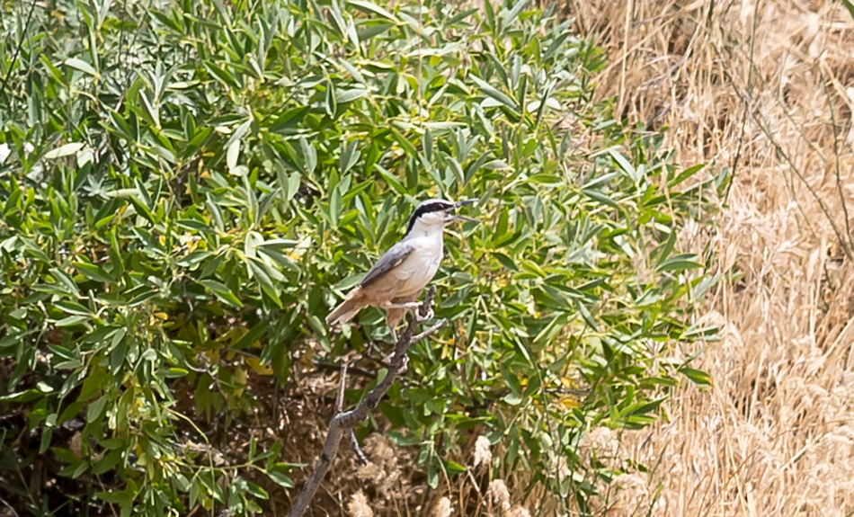 Büyük kaya sıvacısı