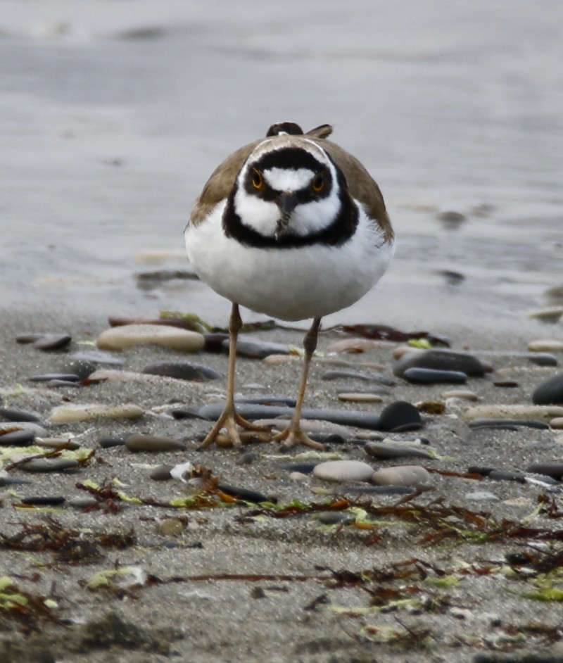 Halkalı küçük cılıbıt