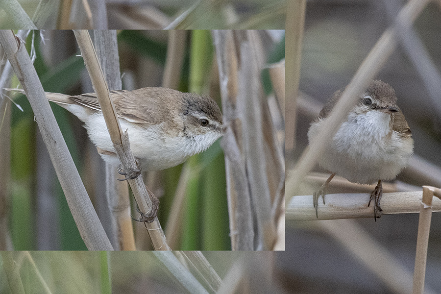 Doğu kamışçını