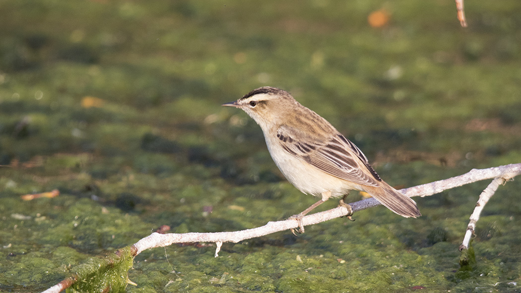 Kındıra kamışçını