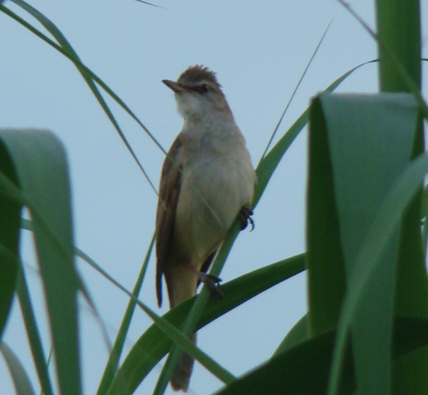 Büyük kamışçın