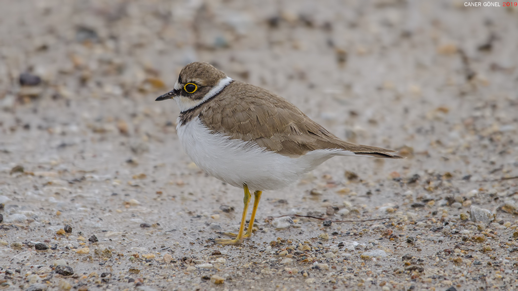Halkalı küçük cılıbıt