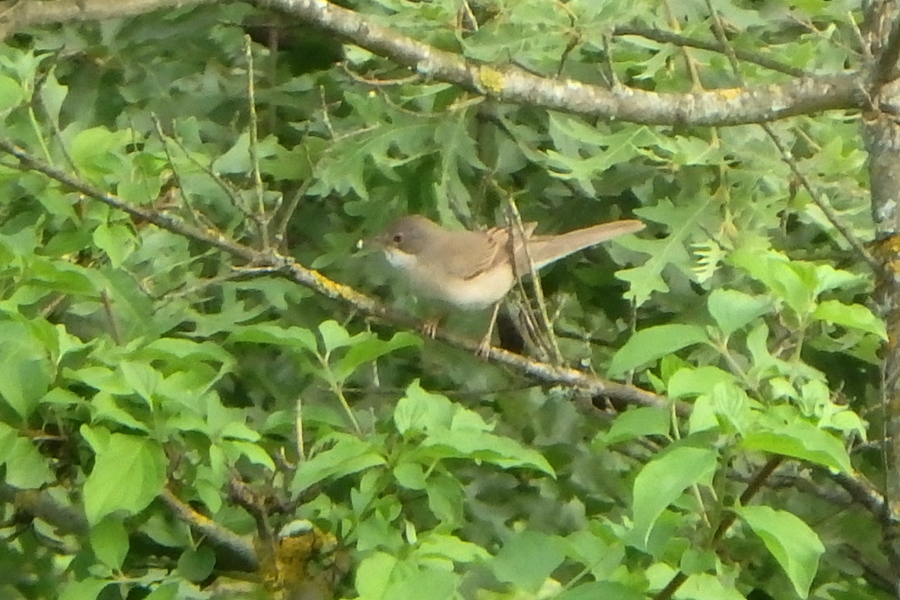 Akgerdanlı ötleğen