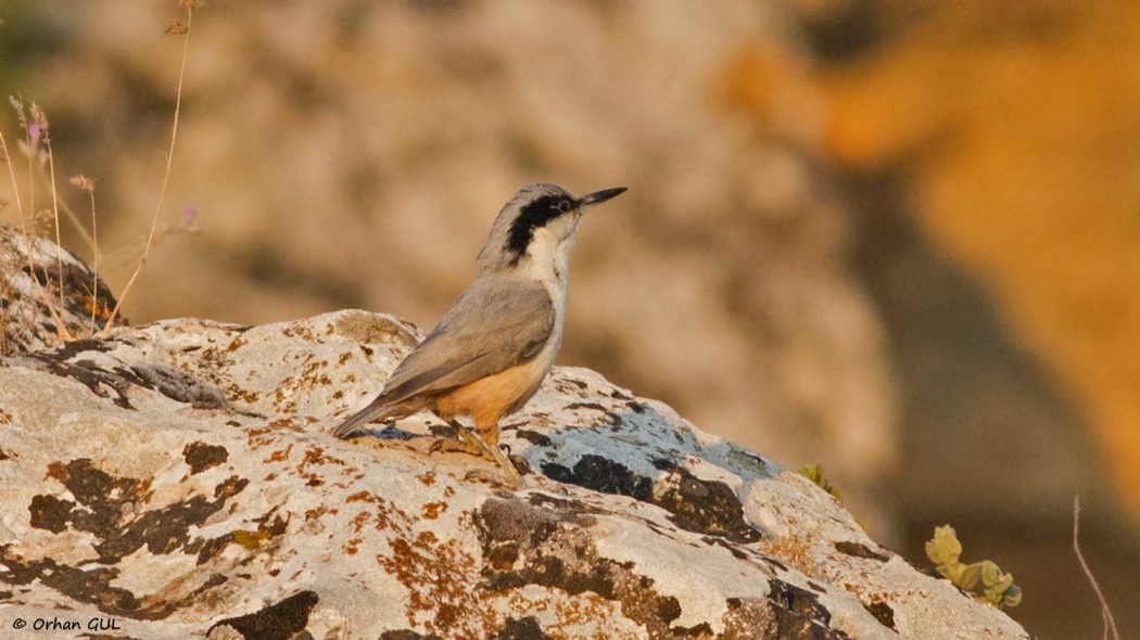 Büyük kaya sıvacısı
