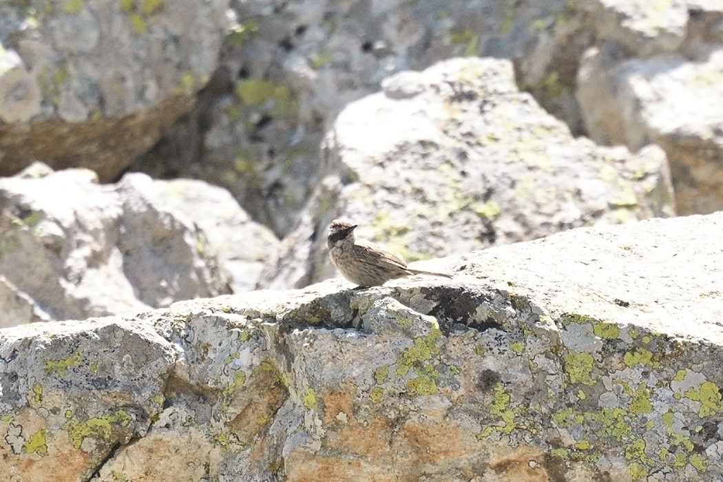 Sürmeli dağbülbülü