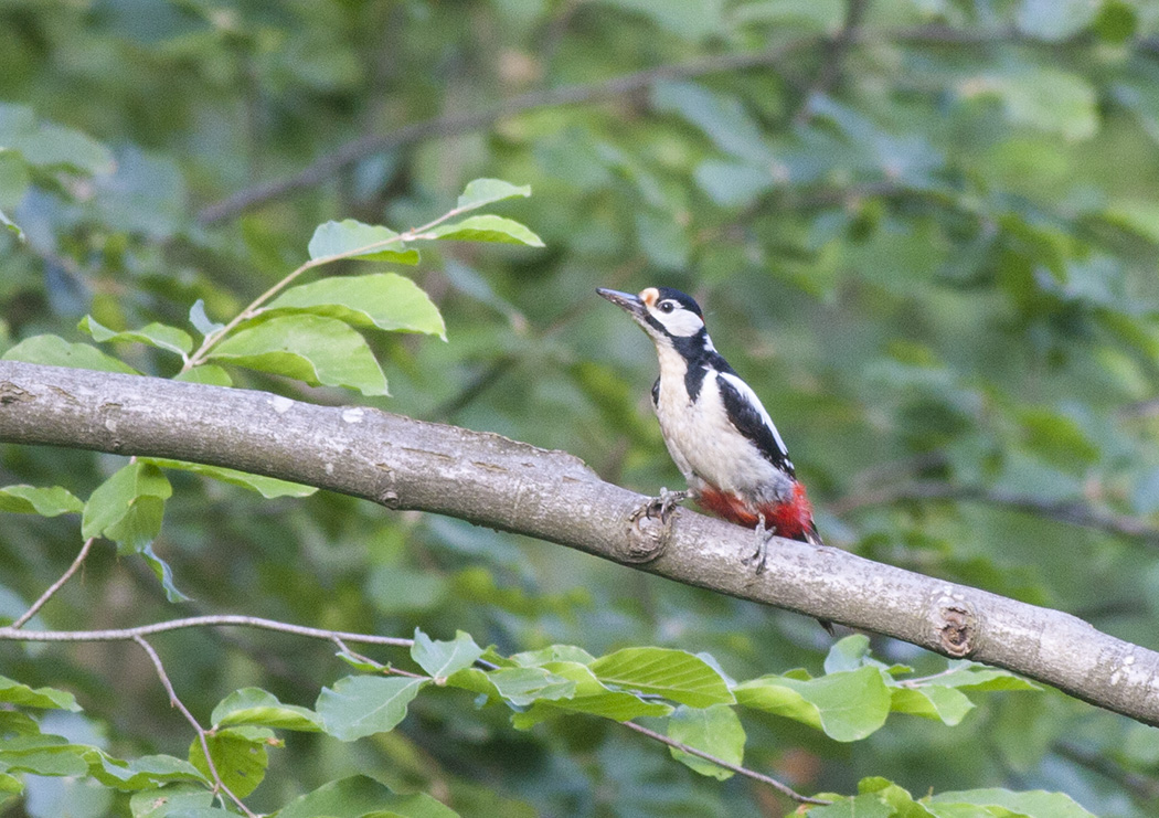 Orman alaca ağaçkakanı