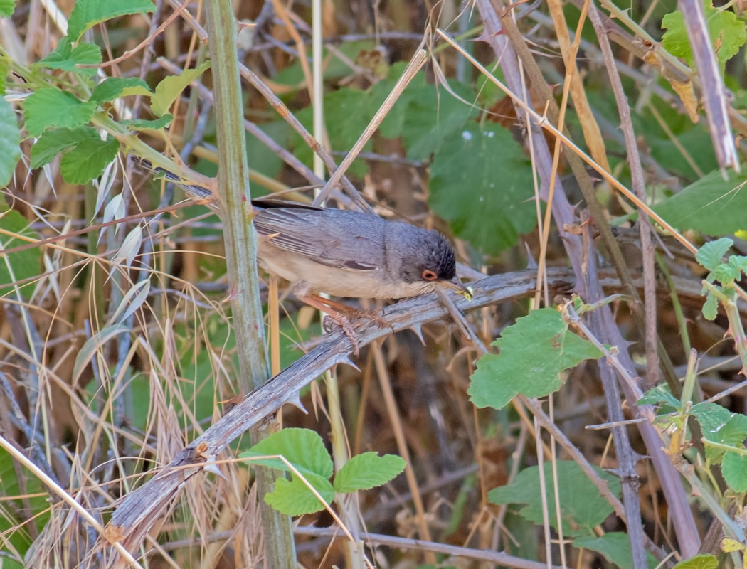 Pembegöğüslü ötleğen