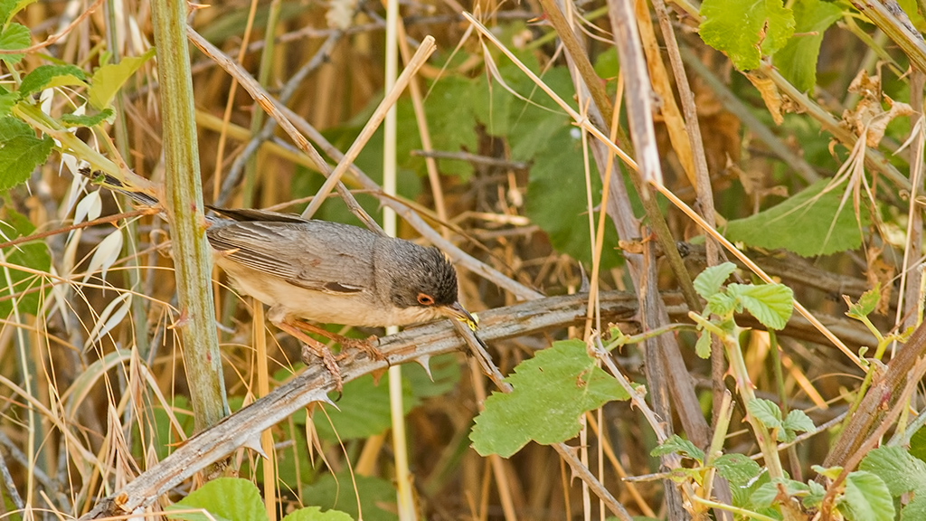Pembegöğüslü ötleğen