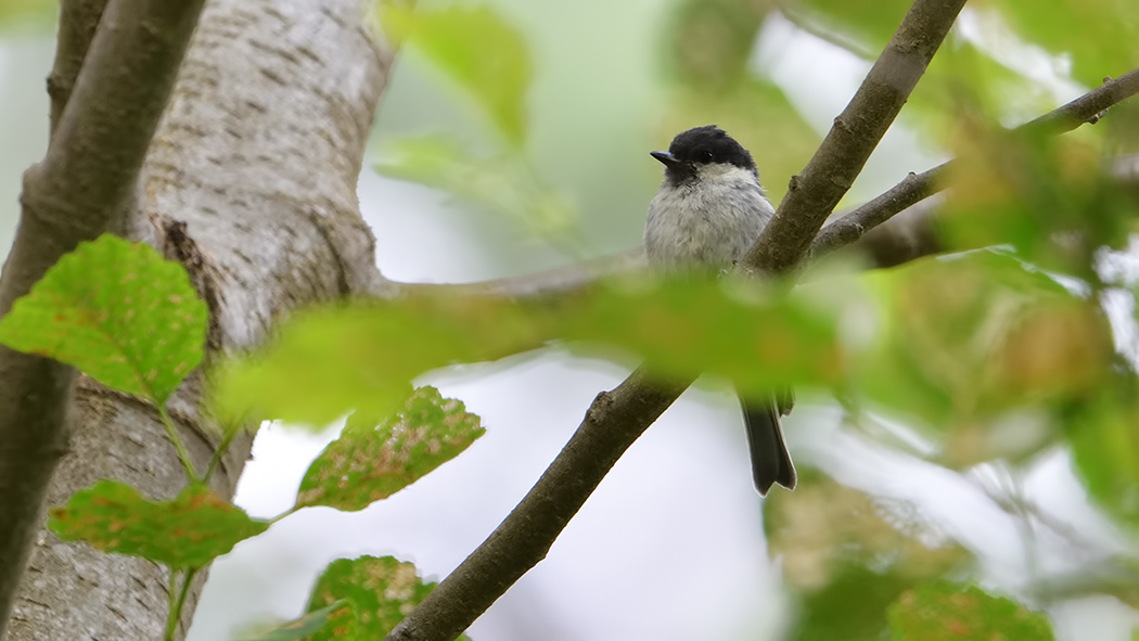 Kayın baştankarası