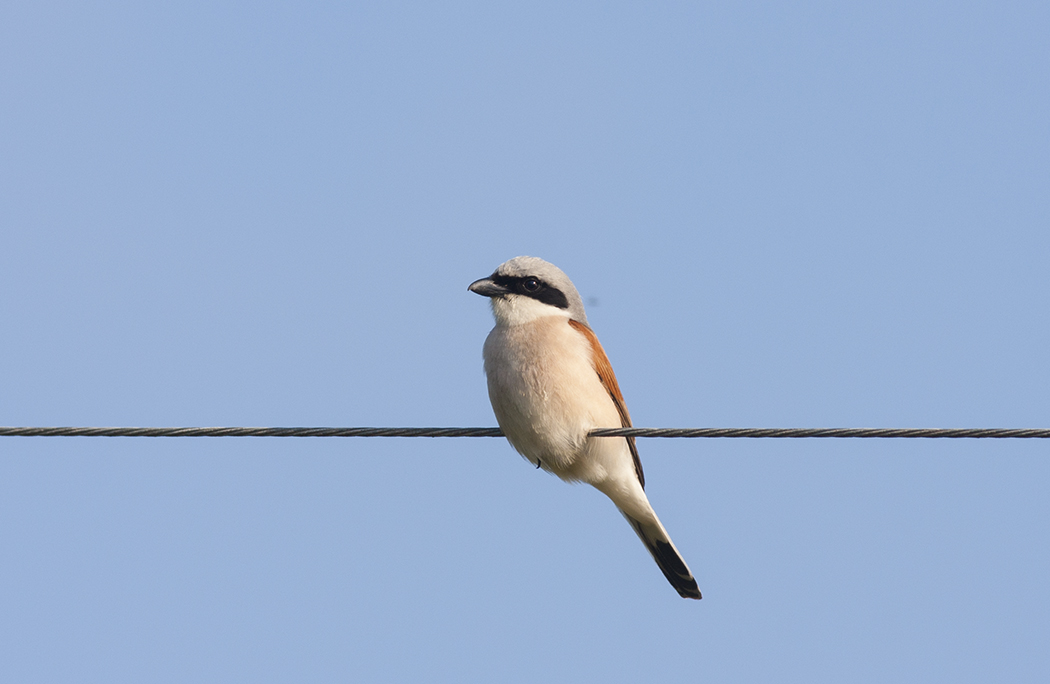 Kızılsırtlı örümcekkuşu