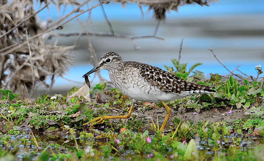 Orman düdükçünü