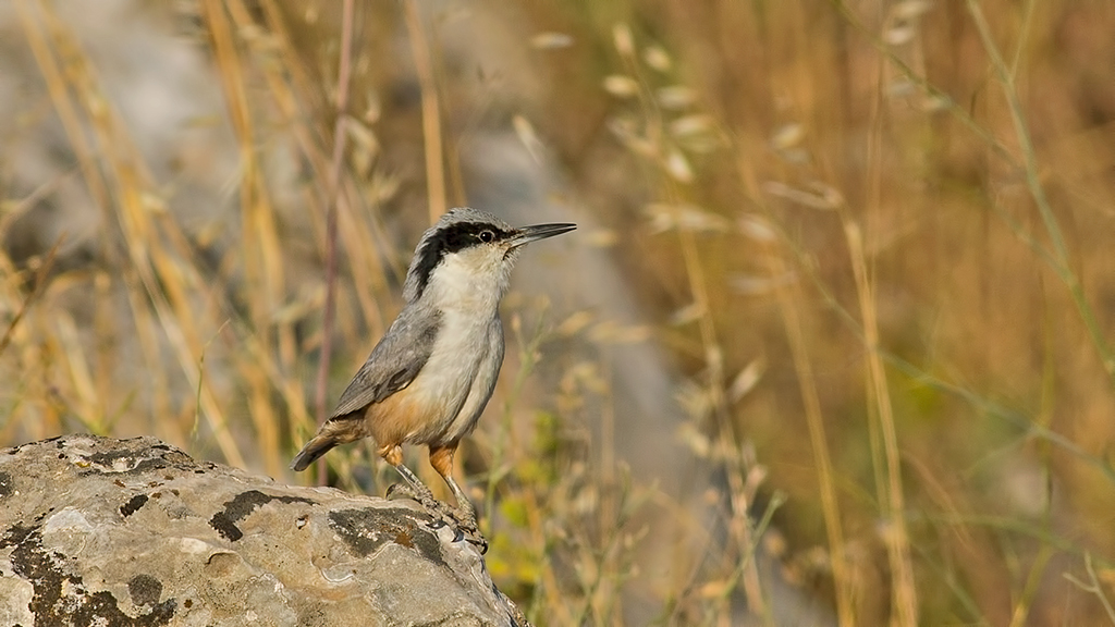 Büyük kaya sıvacısı