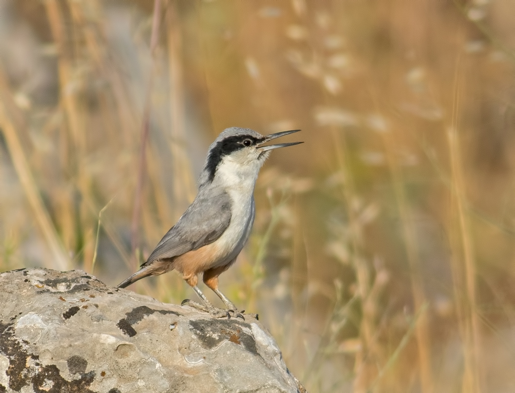 Büyük kaya sıvacısı