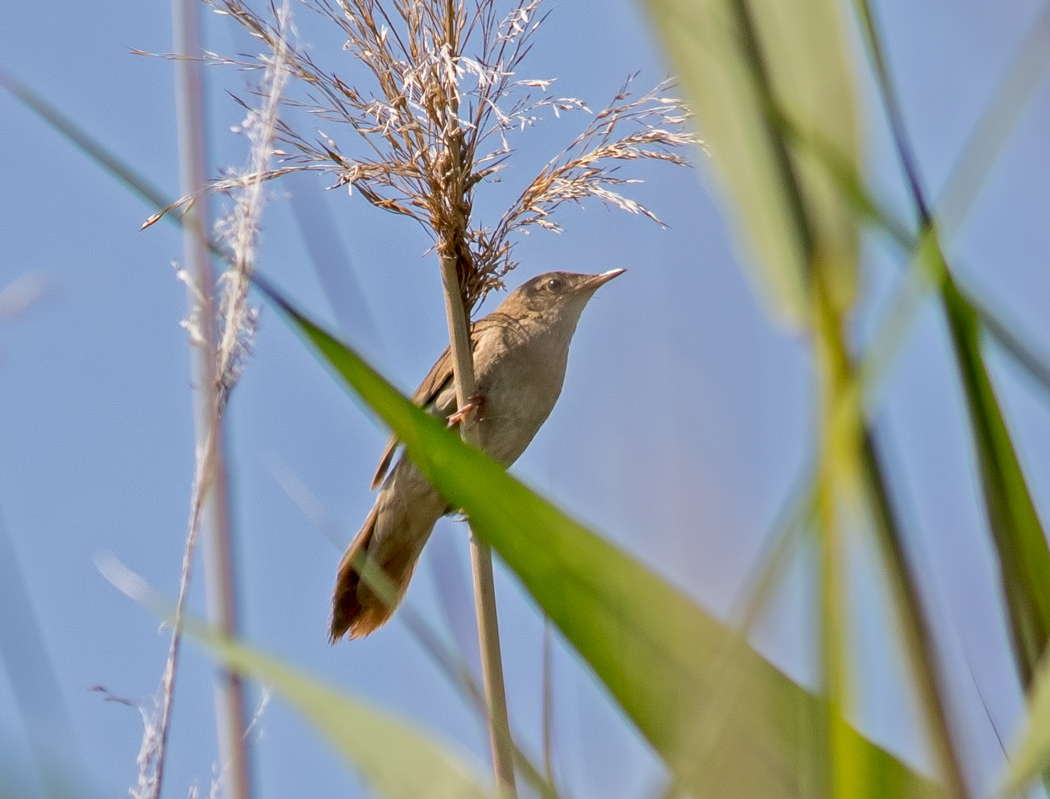 Bataklık kamışçını