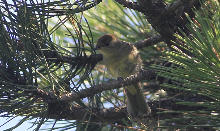 Karabaşlı ötleğen