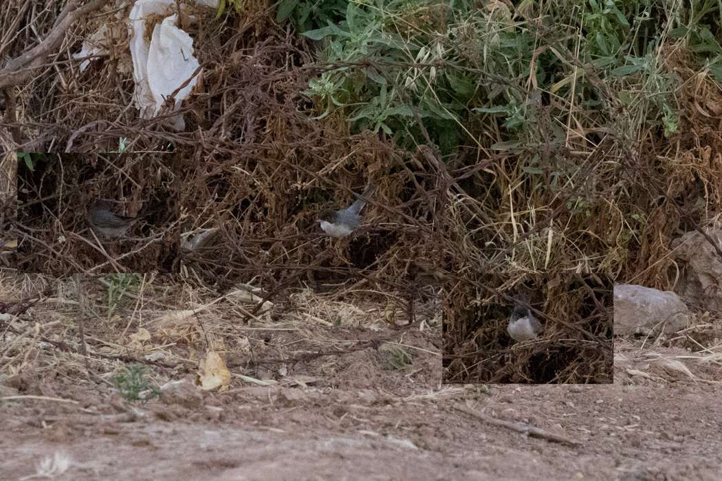 Pembegöğüslü ötleğen