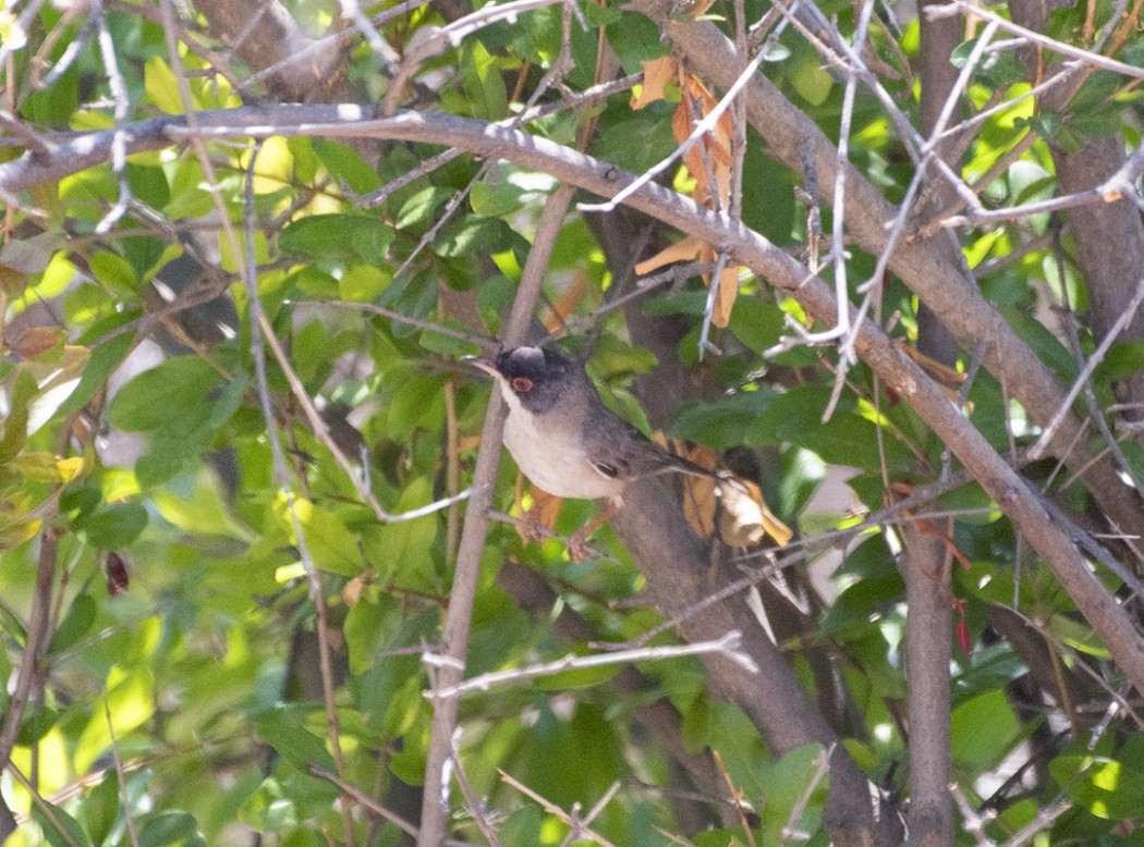 Pembegöğüslü ötleğen
