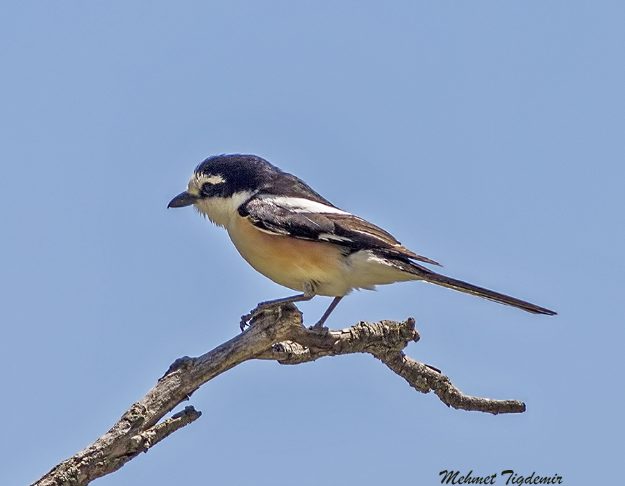 Maskeli örümcekkuşu