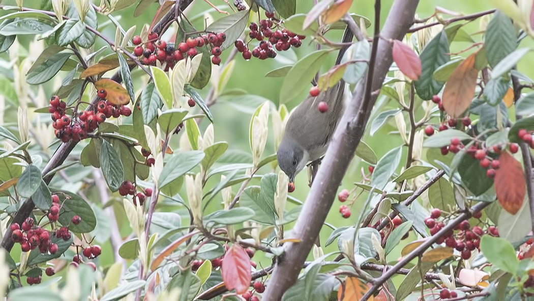 Küçük akgerdanlı ötleğen