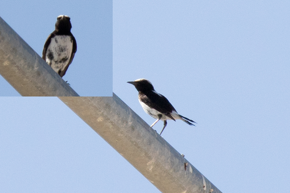 Aksırtlı kuyrukkakan