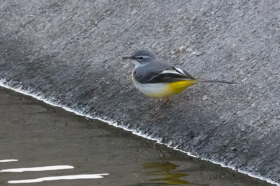 Dağ kuyruksallayanı