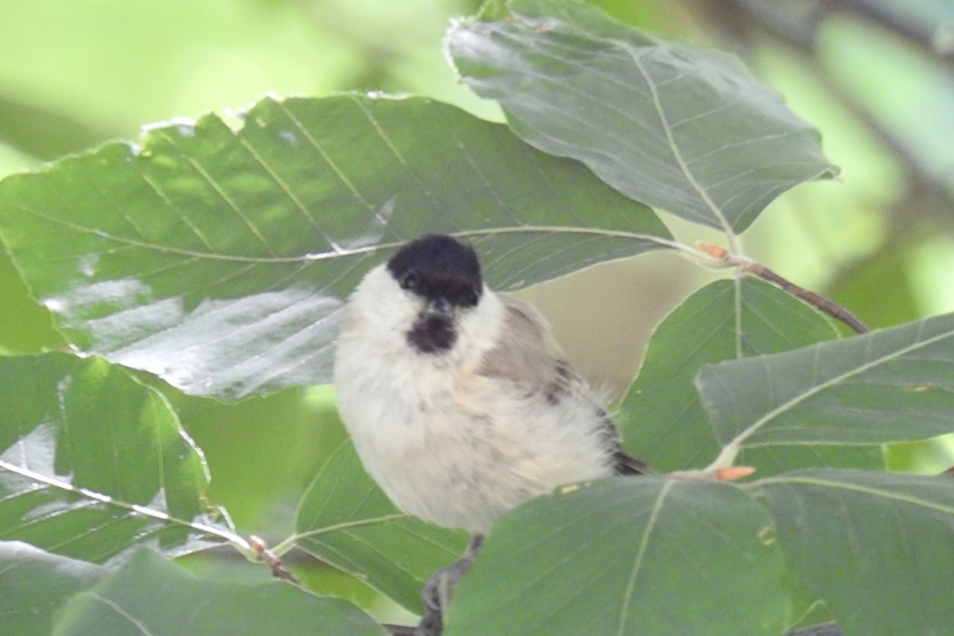 Kayın baştankarası