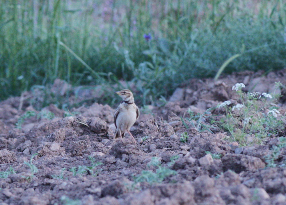 Küçük boğmaklı toygar