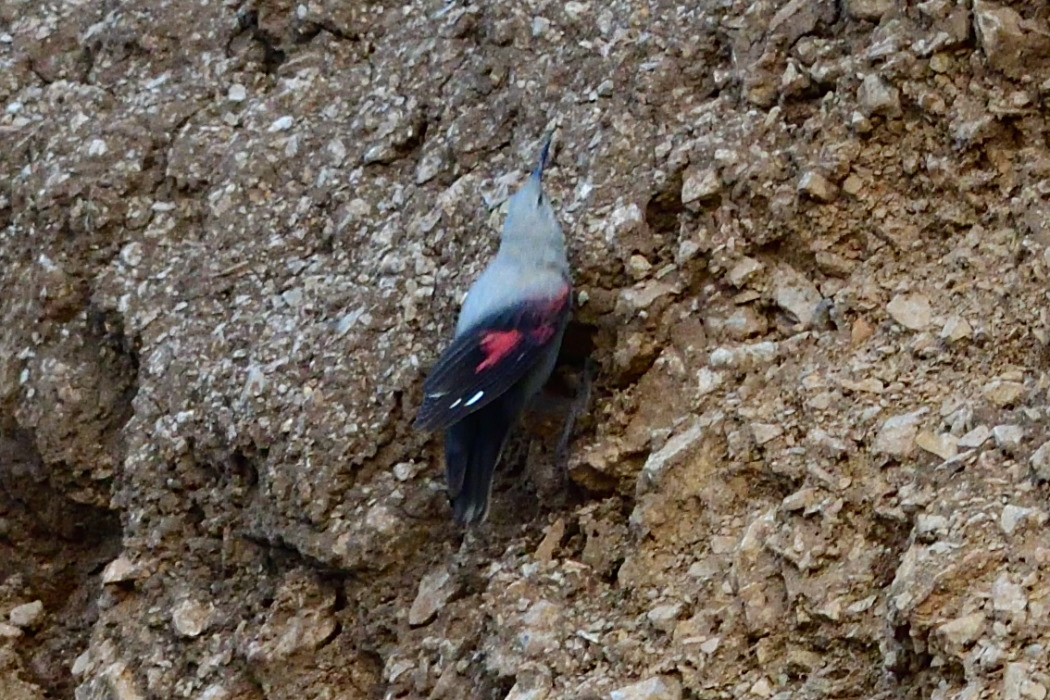 Duvar tırmaşıkkuşu