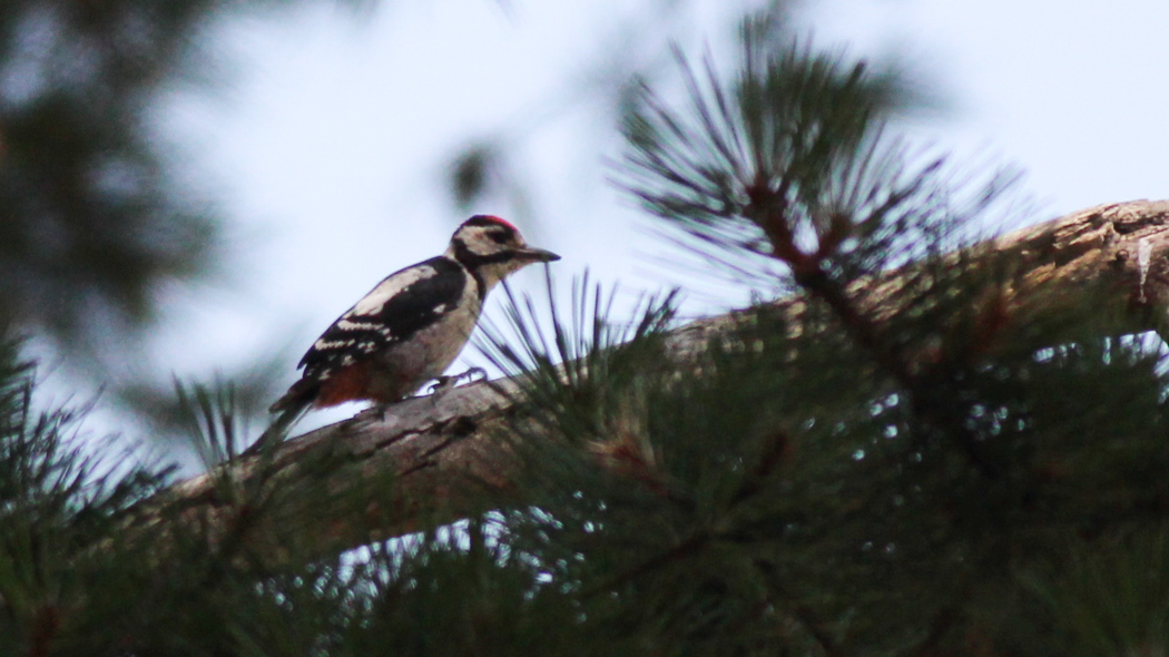 Orman alaca ağaçkakanı