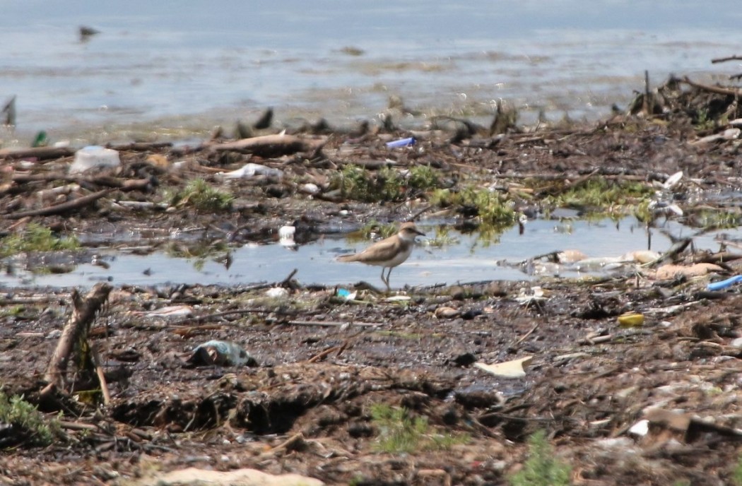 Halkalı küçük cılıbıt