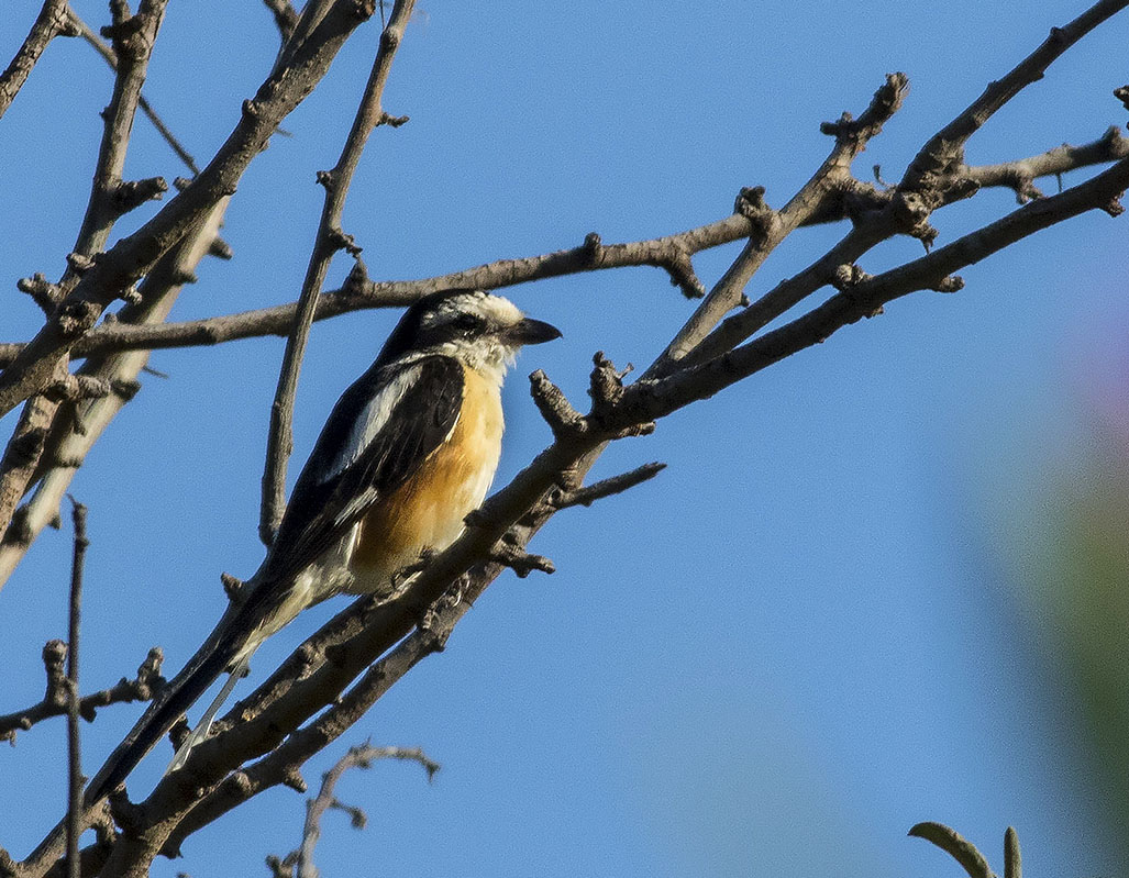 Maskeli örümcekkuşu