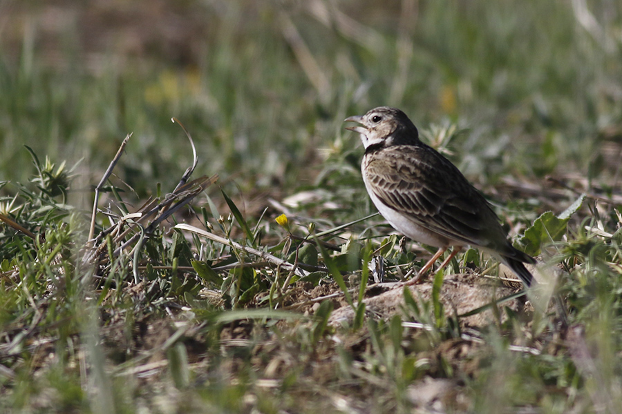 Küçük boğmaklı toygar