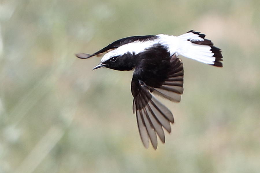 Aksırtlı kuyrukkakan