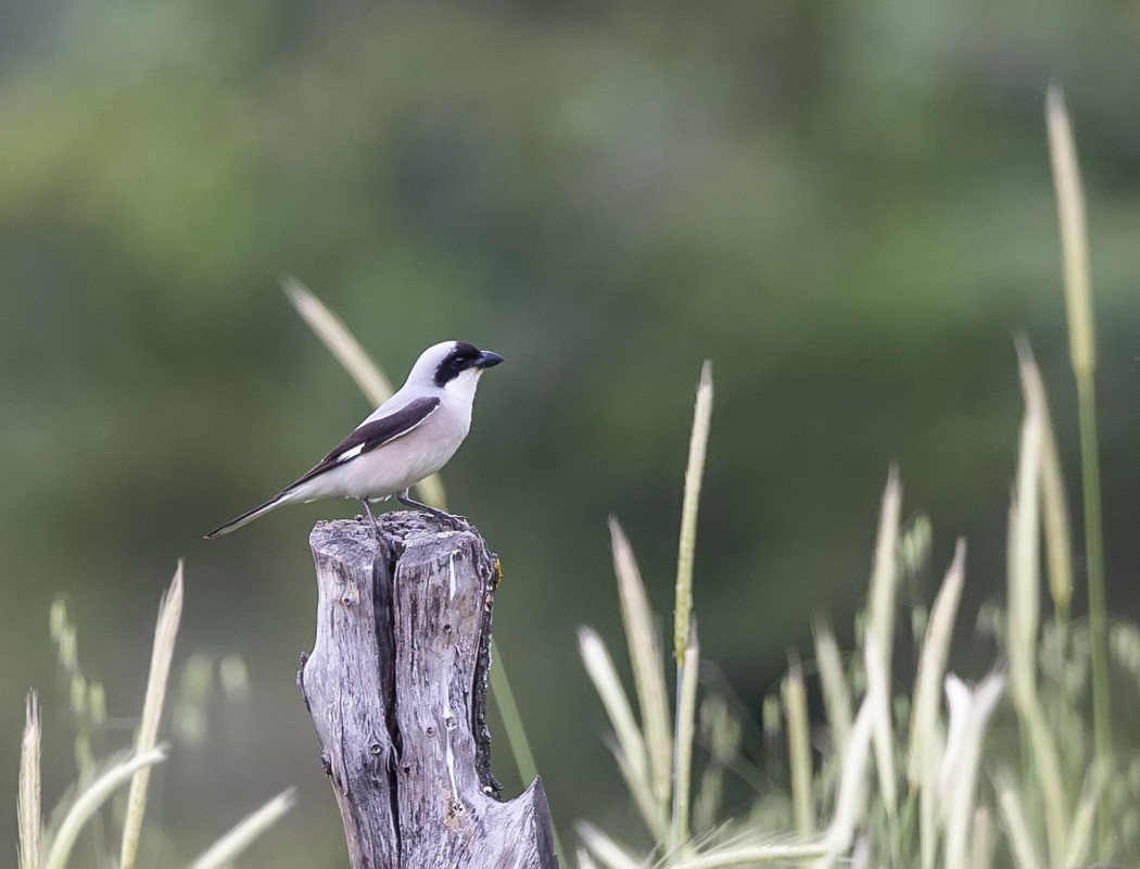 Karaalınlı örümcekkuşu