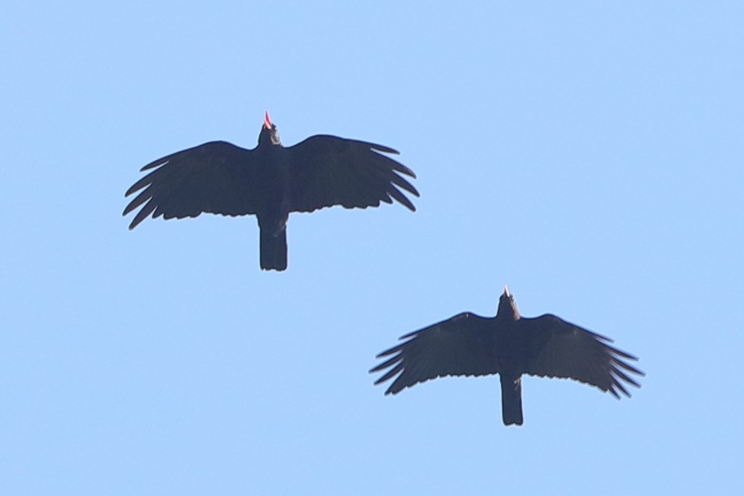 Kırmızıgagalı dağ kargası