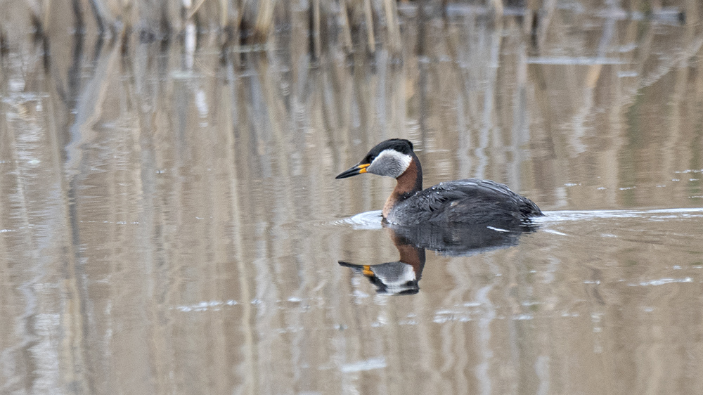 Kızılboyunlu batağan