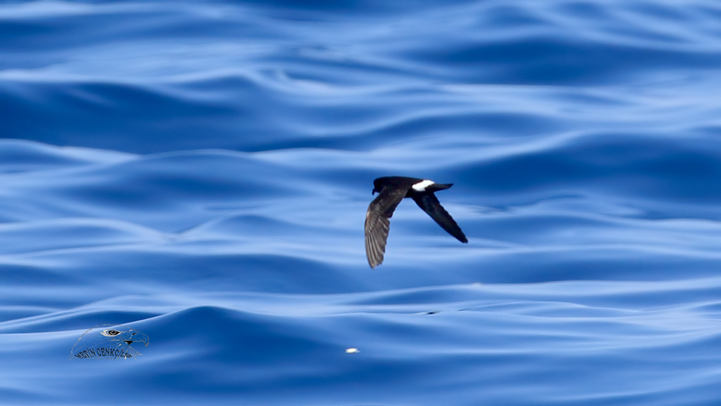 Fırtınakırlangıcı