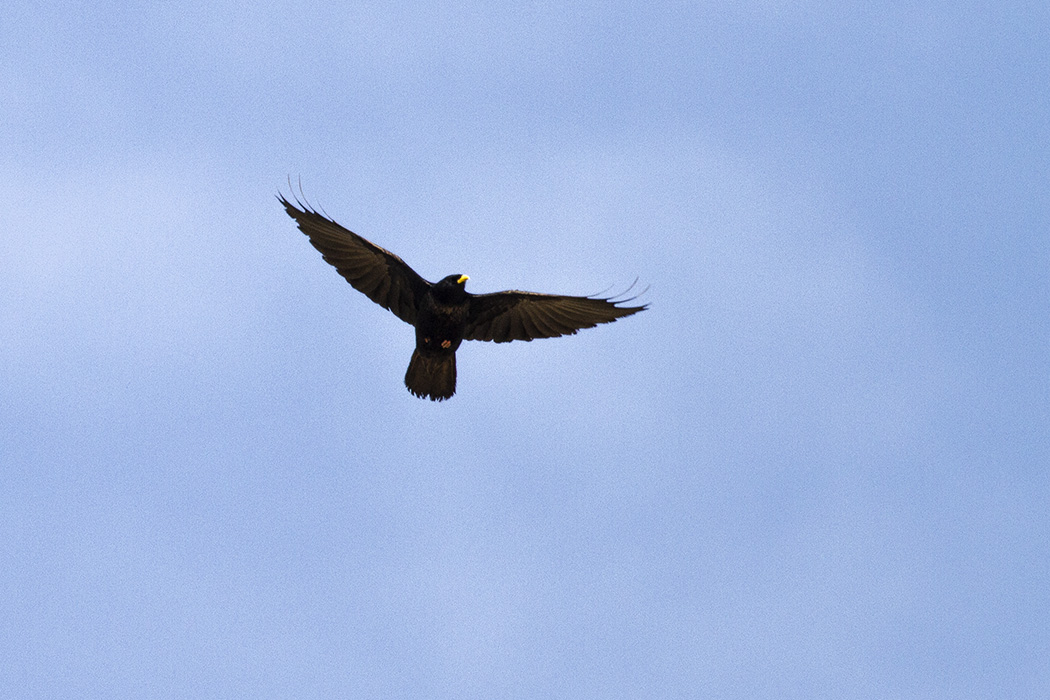 Sarıgagalı dağ kargası