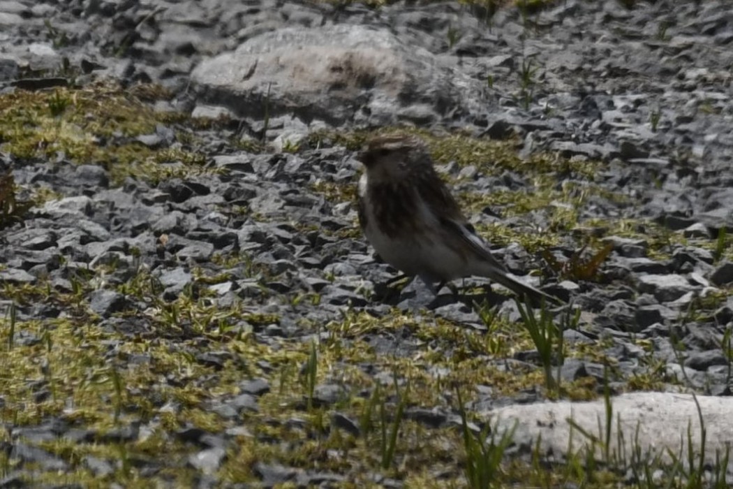 Sarıgagalı ketenkuşu