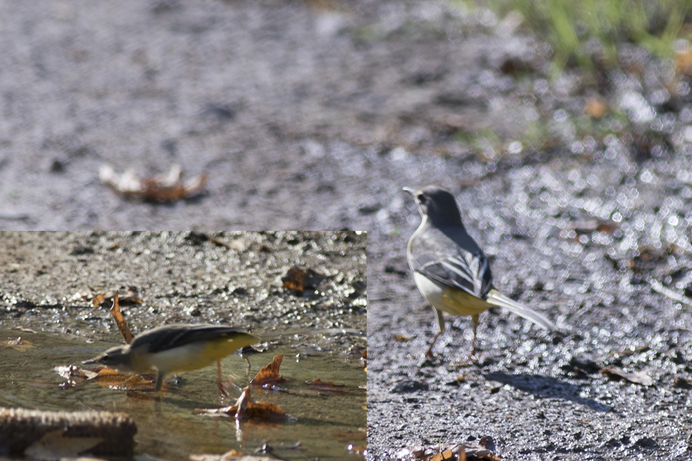 Dağ kuyruksallayanı