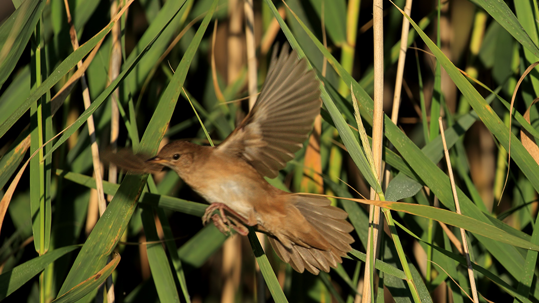 Bataklık kamışçını