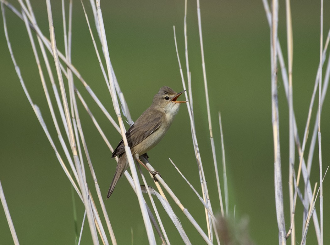 Çalı kamışçını